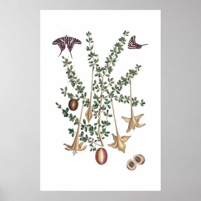 Vintage green botanical poster (Front)