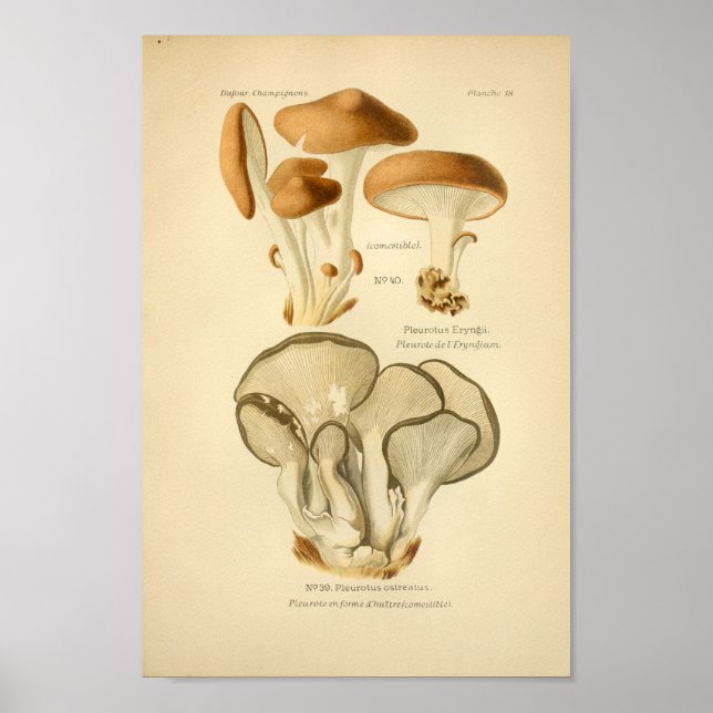Vintage Green Brown Mushrooms Art Print French (Front)