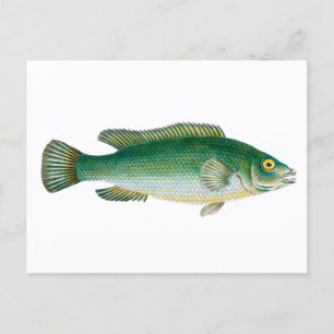 Vintage Green Fish Postcard