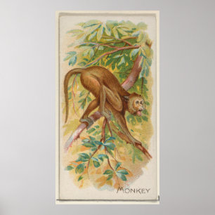 Vintage Green Monkey of Barbados Illustration Poster