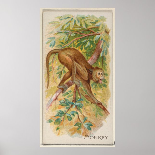 Vintage Green Monkey of Barbados Illustration Poster (Front)