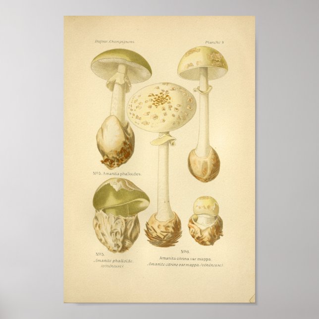 Vintage Green Mushrooms Art Print French (Front)