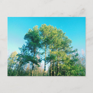 Vintage Green pine trees Postcard