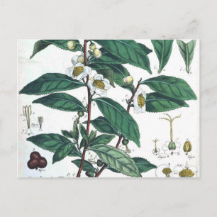 Vintage Green Tea Botanical Print Postcard