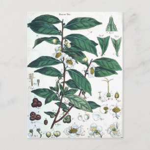 Vintage Green Tea Botanical Print Postcard