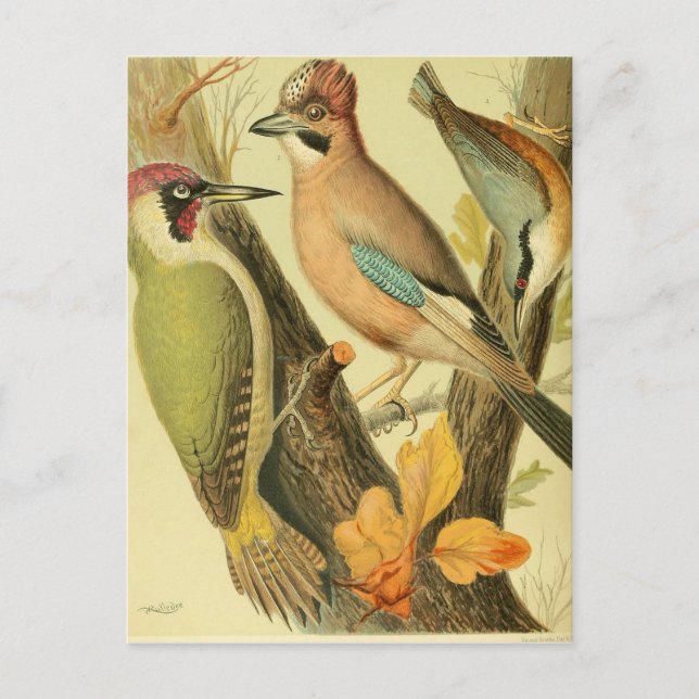Vintage green woodpecker postcard (Front)