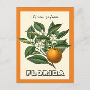 Vintage Greetings from Florida Orange Fruit  Postcard