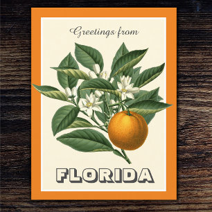 Vintage Greetings from Florida Orange Fruit Postcard