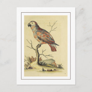 Vintage Grey Parrot Bird Postcard