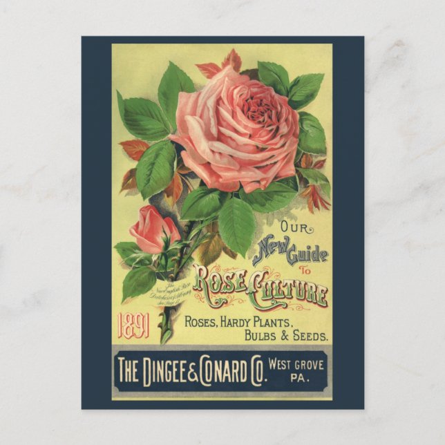 Vintage Guide to Rose Culture Book Cover Art, 1891 Postcard (Front)