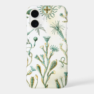 Vintage Haeckel