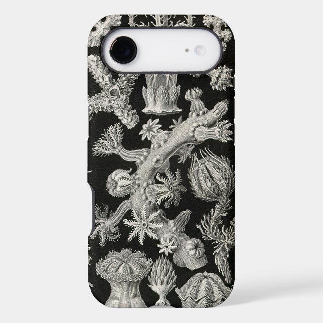 Vintage Haeckel (Back)