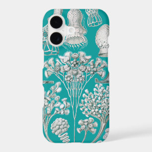 Vintage Haeckel