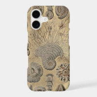 Vintage Haeckel
