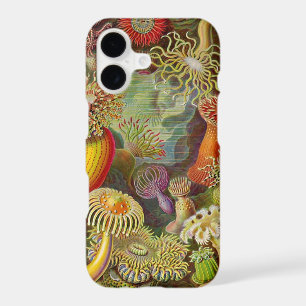 Vintage Haeckel Anemones