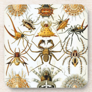 Vintage Haeckel Coaster