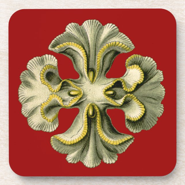 Vintage Haeckel Coaster (Front)