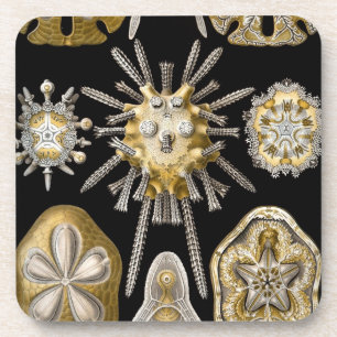 Vintage Haeckel Coaster