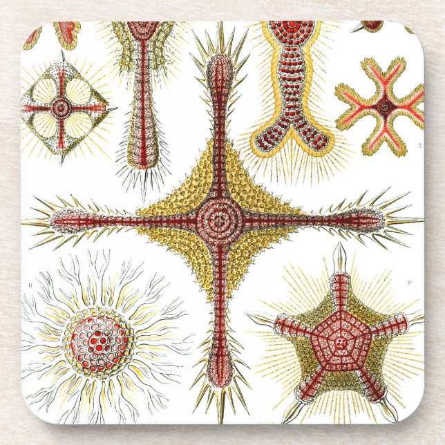 Vintage Haeckel Coaster (Front)