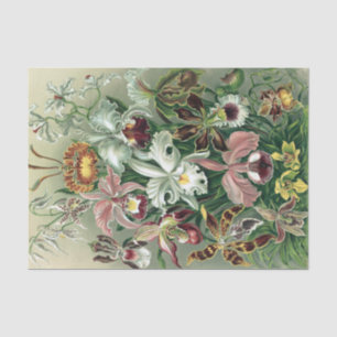 Vintage Haeckel Colourful Orchid Lithograph Poster Tissue Paper