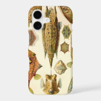 Vintage Haeckel Fish