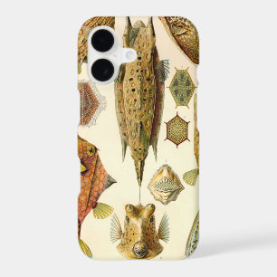 Vintage Haeckel Fish