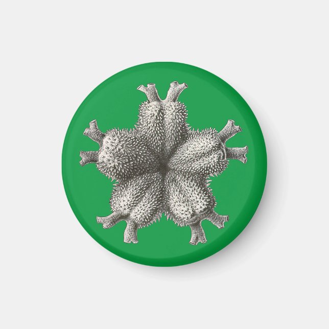 Vintage Haeckel Magnet (Front)