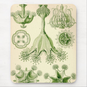 Vintage Haeckel Mouse Mat