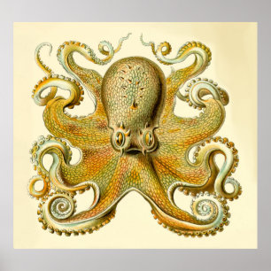 Vintage Haeckel Oversized Octopus Print