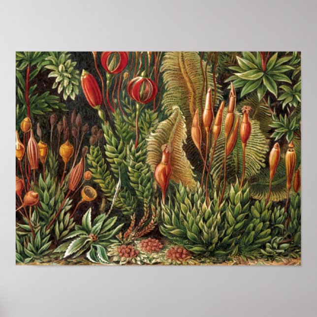 Vintage Haeckel Plant Life Print (Front)