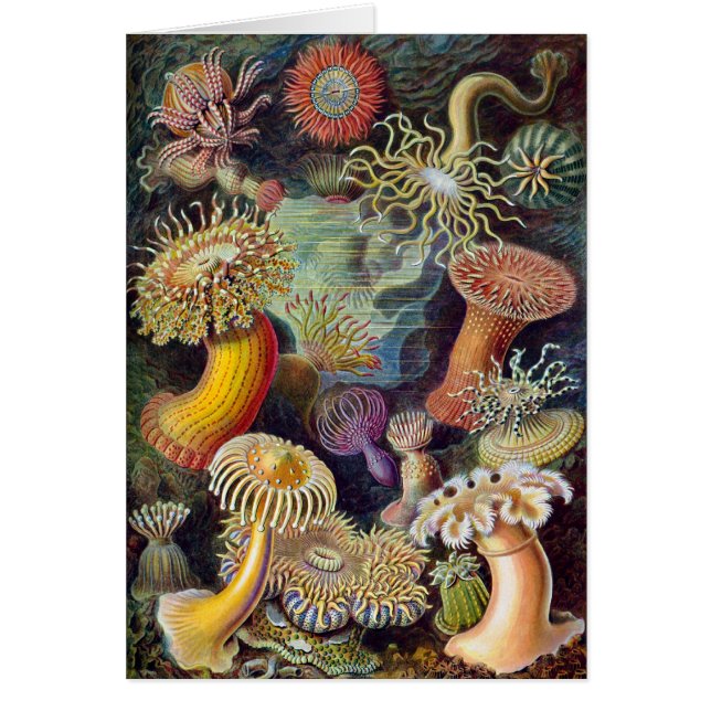 Vintage Haeckel Sea Anemone (Front)