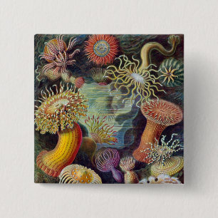 Vintage Haeckel Sea Anemone 15 Cm Square Badge