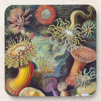 Vintage Haeckel Sea Anemone Coaster