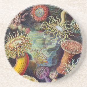 Vintage Haeckel Sea Anemone Coaster