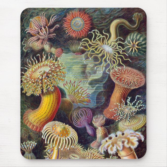 Vintage Haeckel Sea Anemone Mouse Mat (Front)