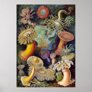 Vintage Haeckel Sea Anemone Poster