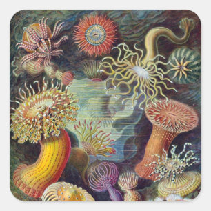 Vintage Haeckel Sea Anemone Square Sticker