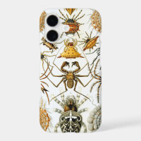 Vintage Haeckel Spiders