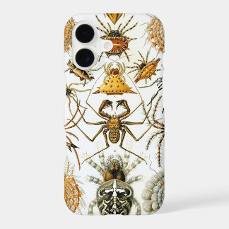 Vintage Haeckel Spiders