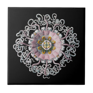 Vintage Haeckel Tile