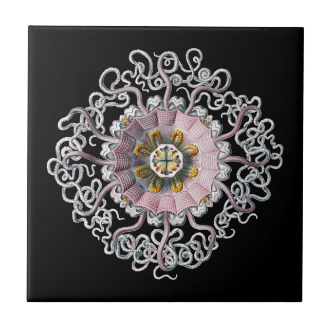 Vintage Haeckel Tile (Front)