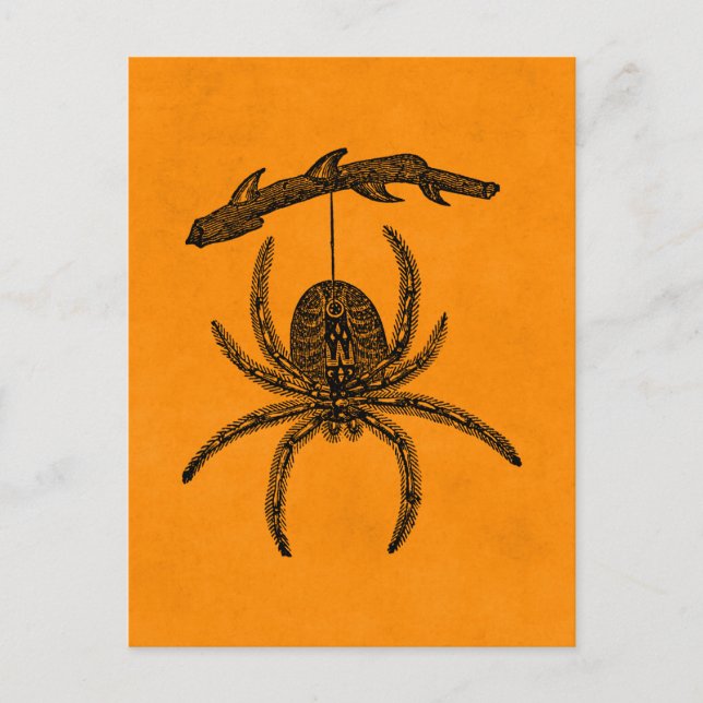 Vintage Halloween Spider Orange Background Spiders Postcard (Front)