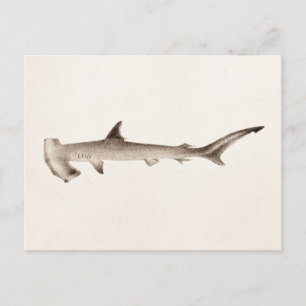 Vintage Hammerhead Shark Illustration Retro Sharks Postcard