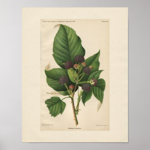 Vintage Hannibal Raspberry Print