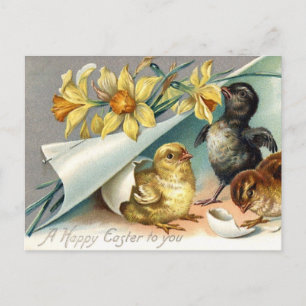 Vintage Happy Easter Chicken and Daffodils Holiday Postcard