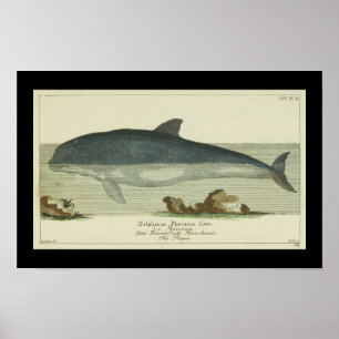 Vintage Harbour Porpoise Print