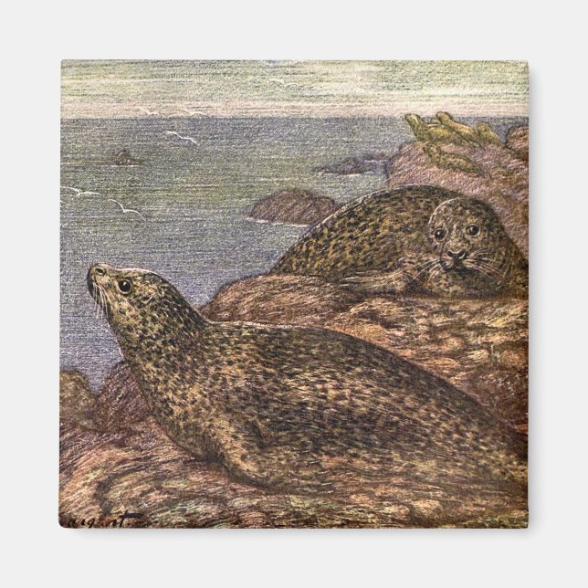 Vintage Harbour Seals, Marine Life Ocean Animals Magnet (Front)