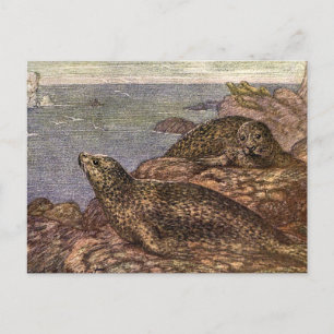 Vintage Harbour Seals, Marine Life Ocean Animals Postcard