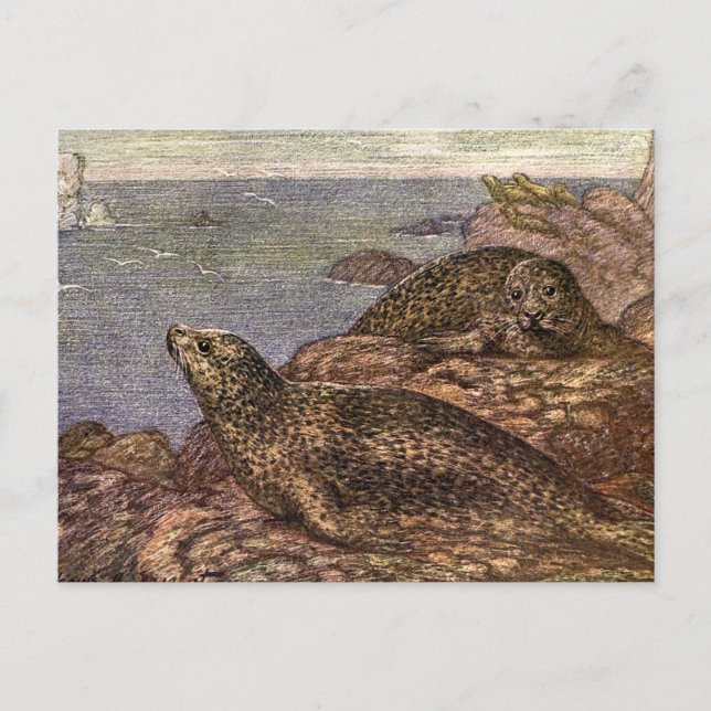 Vintage Harbour Seals, Marine Life Ocean Animals Postcard (Front)
