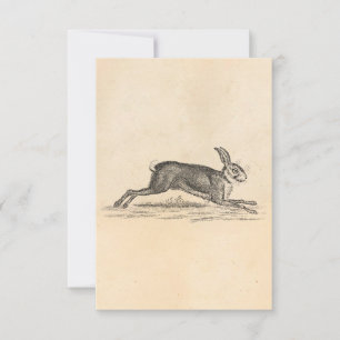 Vintage Hare Bunny Rabbit 1800s Illustration